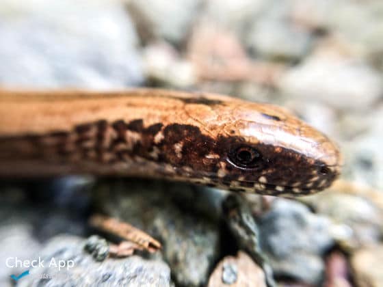 Olloclip_Blindschleiche_2