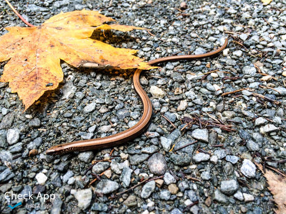 Olloclip_Blindschleiche_Groessenvergleich