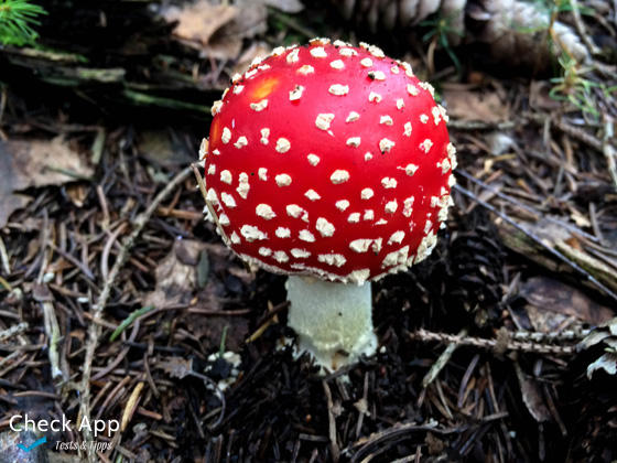 Olloclip_Fliegenpilz