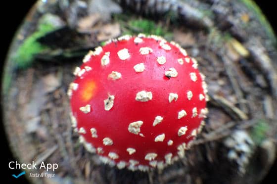 Olloclip_Fliegenpilz_Fisheye