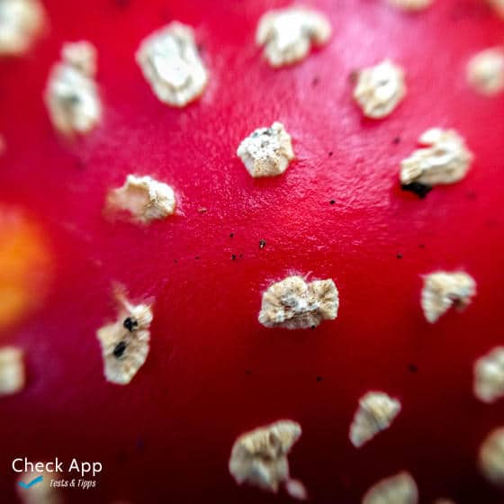 Olloclip_Fliegenpilz_Makro