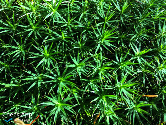 Olloclip_Groesenvergleich