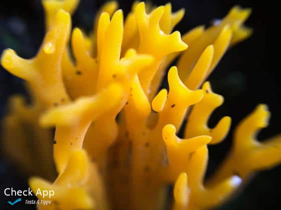 Olloclip_Marko_Ziegenbart