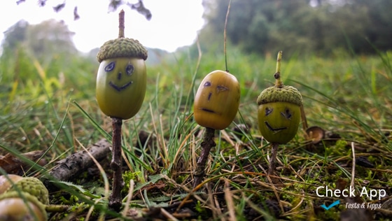 Smartphone_Periskope_Eicheln